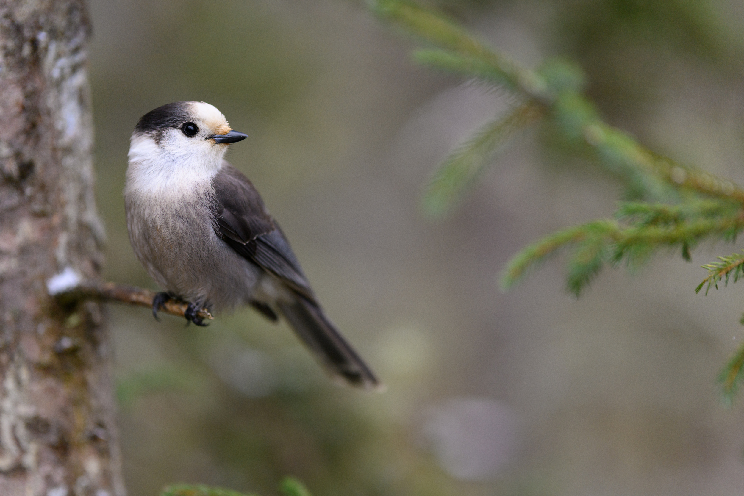 a canada jay - a white and gray bird with a round head and body, large black eyes, and a long tail - sits nicely perched on a small branch on the edge of a tree. the rest of the scene is out of focus, blurred by my proximity to the friendly bird and me using a 105mm f1.4 lens.