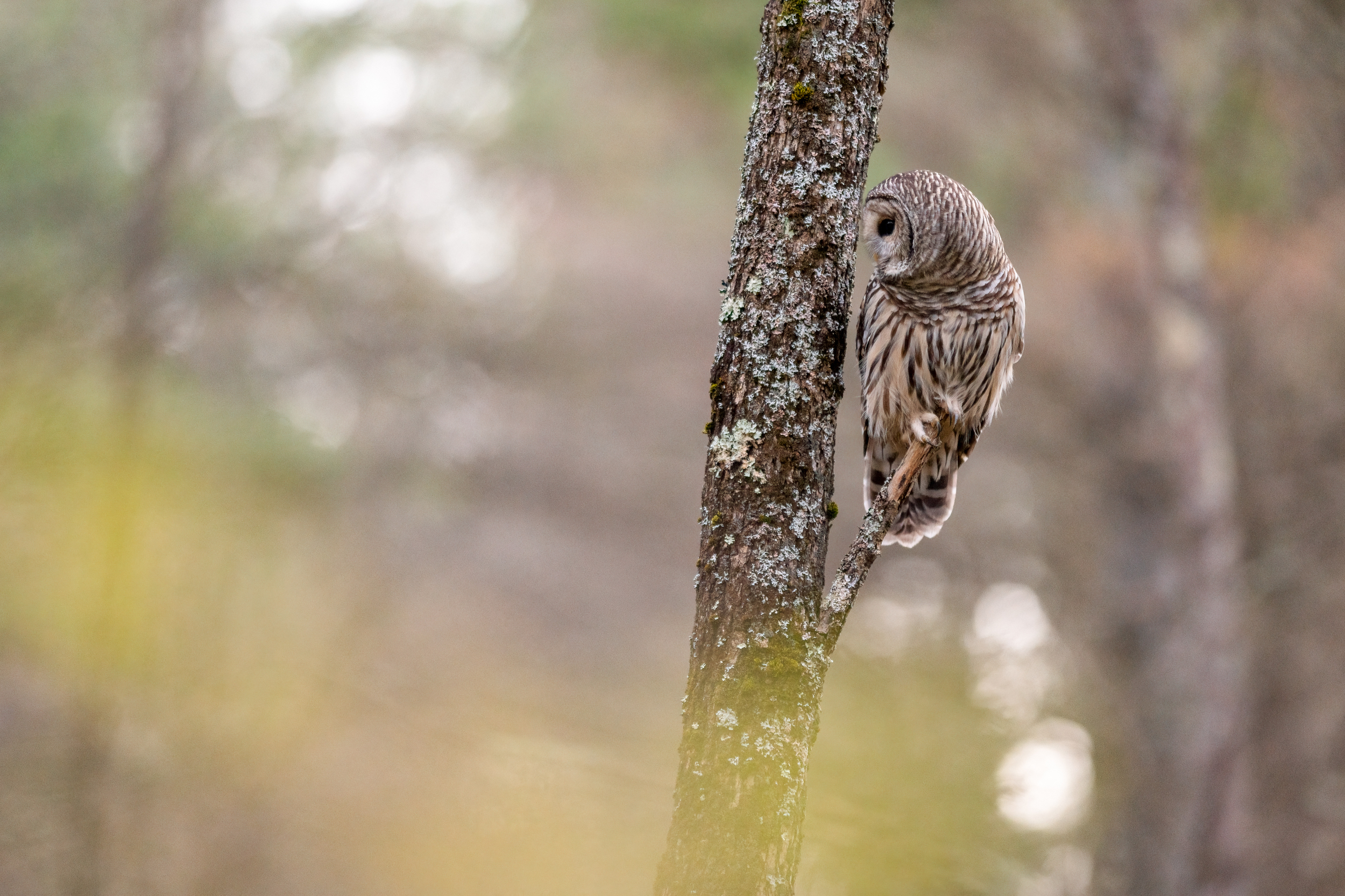 a photo of an adult Barred Owl perched on a branch, the bird looking across the scene as it continues its hunt after flying from another perch and failing to catch anything on the way over towards us.