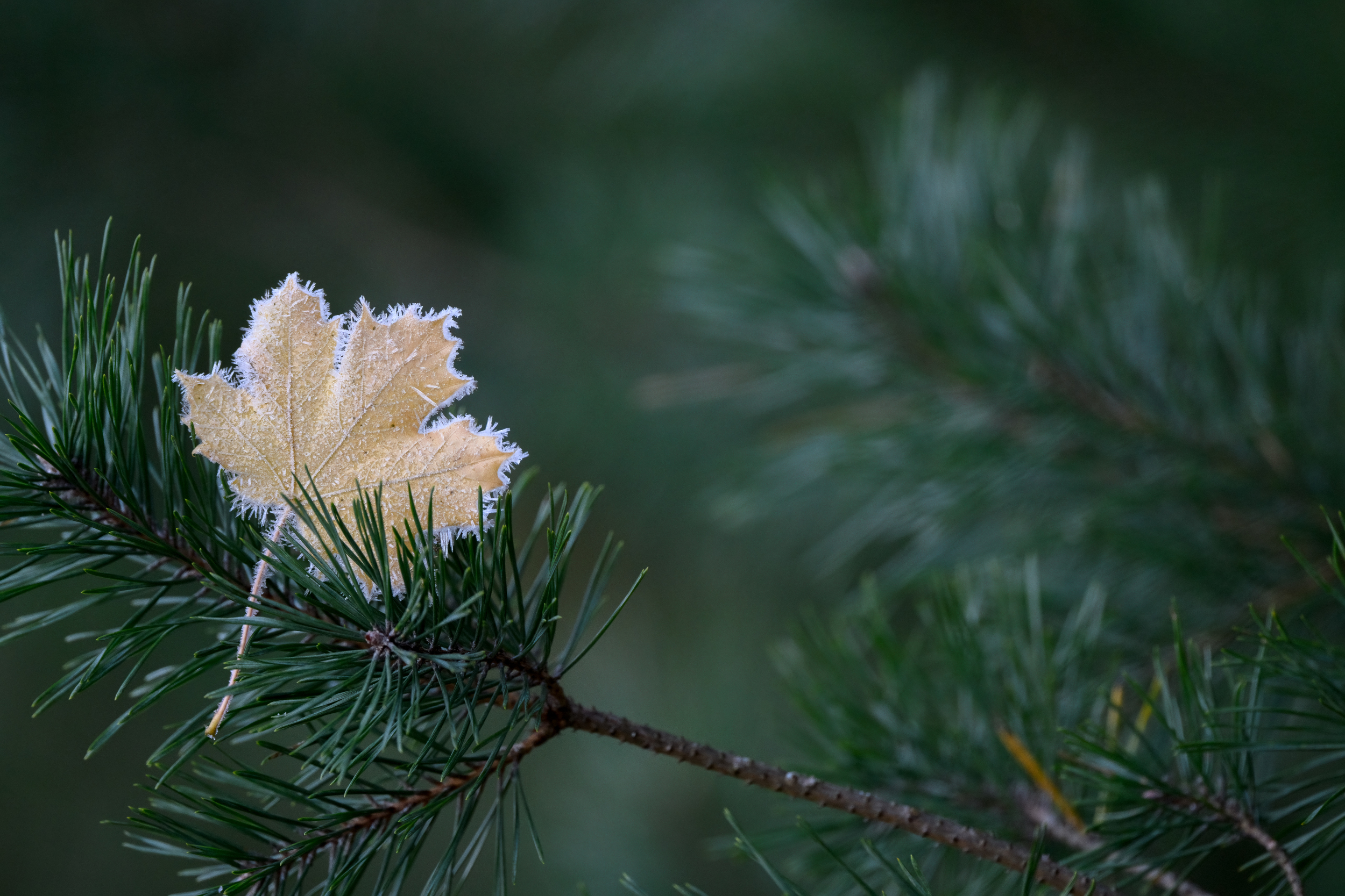 a leaf with hoarfrost around the edges sits wedged in some green pine needles.