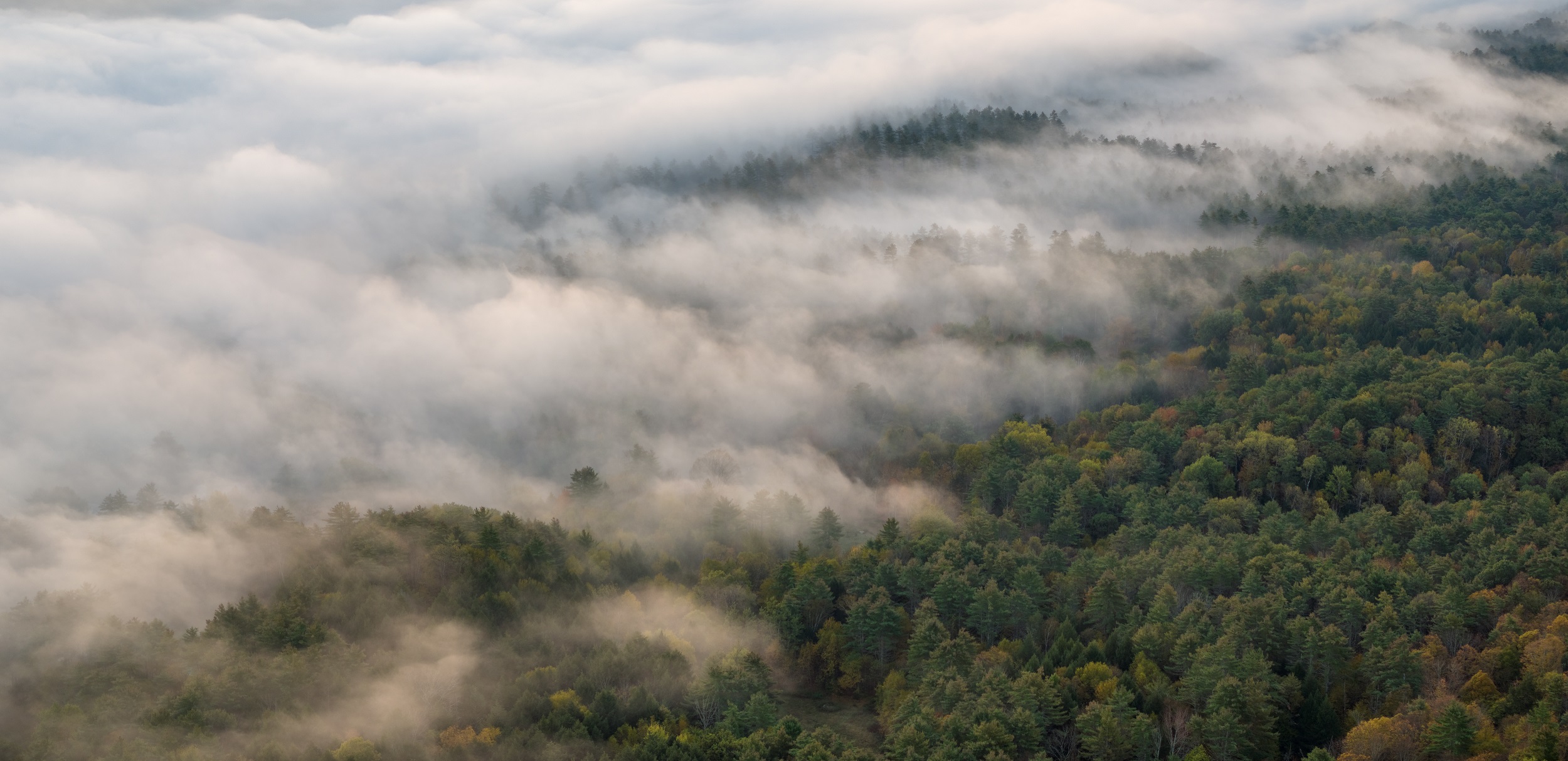 a wide panorama of evergreen forest with some early fall foliage deciducious trees mixed in. it is just after sunrise and a thick fog is burning off from the top of the forest, with the fog whisked to one side by the wind, leaving tendrils of clouds across the top of the forest